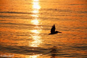 Pelican_Sunrise.jpg